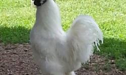 Hatched last fall. Two silky bantam roosters - solid white. Very handsome little guys. Get along fine if you happen to want both. Love their hens. Crow, but not to much. $10.00 each
Also have some chicks half grown chicks. 8.00
a few laying hens for sale.