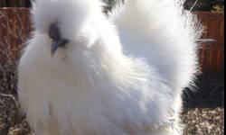 $175 for all three
*** reasonable offer are welcome ***
Two white and one black show quality silkie roosters for improve your silkie stock. They are about 8~10 months old. They have full round crest and beautiful feathers. They are extra roosters for the