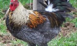Silkie hens & roosters
Need to downsize !!!!!
$25.00 A PAIR
Call or text 570-590-0286