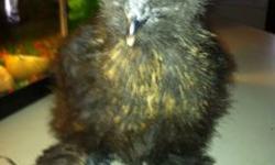I have 3 day old silkie chicks different colors all straight run $6.00 or 2 for $10.00
Also I have two 8 week old ones are $15.00
