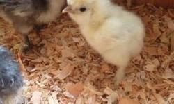 I have Bearded Bantam Silkie chicks for sale. Many different colors to choose from! Straight run only. Call, text or email 760-484-4366