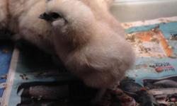 Silkie chicks 2 weeks to 2 day old chicks $5 each
This ad was posted with the eBay Classifieds mobile app.