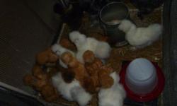 I have 4 silkie (one white, one splash and 2 buff) and 2 sizzle for sale. The have beautiful large crest and friendly personalities. They are 18~20 months old and lay eggs. $20 each or 6 for $100. Cash only. Thanks for browsing.