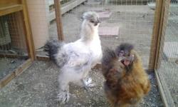 Healthy Roosters $5.00 each
Silkie Rooster Hatched Nov 2014
1 Buff and 1 Partridge both Bearded raised together, can stay together or go separately if you have hens
1 White/Grey Splash and 1 Non bearded Partridge raised together
1 year old Rocco
1 Non