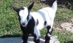 We have several absolutely gorgeous mini silky fainting goats for sale on our website at www.lazylminiranch.com & they can be sold with or without msfga registration papers. We have babies born in January, April, May & July 2014 & they are absolutely