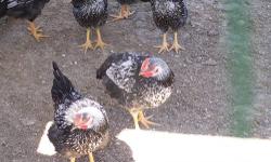 YOUNG SILVER LACED WYANDOTTE ROOSTERS
SILVER LACED WYANDOTTE IS A DUAL PURPOSE BIRD.
PERFECT FOR ANY BACKYARD FLOCK OR FOR MEAT PRODUCTION.
THESE GOOD SIZED BIRD PRODUCE PLENTY OF MEAT.
7 WEEKS OLD, HEALTHY AND MILD MANNERED.
FED ONLY NON MEDICATED FEED.