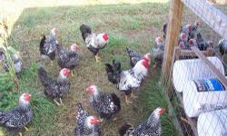 The Georgia Mad Hatcher has started it's hatching season and is now offering Heritage SILVER LACED WYANDOTT day old chicks for $3.00 each give us a call 478-988-9374 or see our web sight the-georgia-mad-hatcher.com