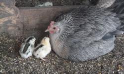 Silver Phoenix Chicks $7, the more you buy the bigger the discount!
In photos are Silver Phoenix chicks, hen and rooster.
The Silver Phoenix Chicken is a miniature, ornamental chicken breed that is becoming increasingly popular at poultry shows.
This