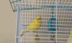 I have a male canary that hatched the beginning of May. He loves to sing!
I am between Richland Center and Reedsburg in the small town of Hillpoint WI.