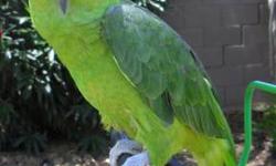 Beautiful Yellow Nape Amazon is perfectly feathered and very entertaining - she talks and sings (opera, etc...) approx 5-6 yrs old and trained to step up to a stick... DNA d Female and she loves attention... very heealthy and loves attention... $650 call