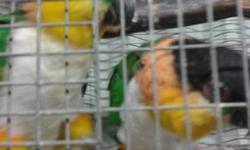 I have a male proven white belly caique. 300.00 great father. Any questions please email. Thank You.