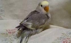 I have Slate Lovebirds & Slate Pied Lovebirds available for $65.00 each. They are 8 weeks old now and eating on their own. They are absolutely adorable. They have not been DNA'd so could be males or females. So hard to get good photos of them but their