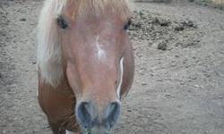 Pretty is 13 years old. She would be a great companion for your horse.
She likes to be led on trails.