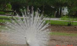 For Sale:
Snow white peacock. Male.
Will be 3 years old in the spring.
Will have beautiful tail too this spring.
USPS shipping available.
$300 FIRM.
281 350 1322