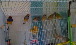 Beautifulls babys sociaty finches for sale,10. ad up .Differents colos white chocolate and fawns,males andfemales.