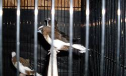 20 society finch male &female they are young $8 each, buy over 3, will be $7 each . out door bred Call for more infor at 1415 606 4212.No shipping ,local pichup only .