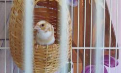 I have a pair of society finches looking a good home. Male is a crested. Dark brown and white. The female is cinnamon and white.
$15 . Cage available if needed. $15.