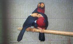 Adult pair of Bearded Barbets (softbills)... in Perfect feather and Perfect health, taken impeccable care of... Need the proper home, not for the novice but an entertaining and interesting Softbill... special diet and need a large cage/flight... pics are