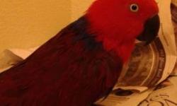 beautifully tamed brightly colored Solomon Island Eclectus Parrots. Ready for breeding. very friendly. selling each for $1500. The breeds are the rarest in the world, and top of the line parrots.
for more information contact: 510-302-8242