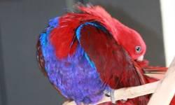 Beautiful proven pair of Eclectus parrots. Last baby was hatched last year.
Will ship at buyers expense. Will consider trades of other birds of equal value.
This ad was posted with the eBay Classifieds mobile app.