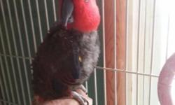 Very friendly, tame and loving male Solomon Island Eclectus. 15 years old, have had him since weaning. Talks, sings, loves to be with people! Has been certified in pet therapy. Very well taken care of, healthy, never been sick, regular vet checkups,