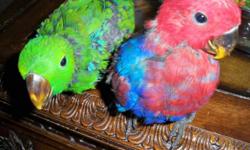 We have 1 Male and 1 Female Solomon Island Eclectus Babies for sale. They will be ready to go around 10/01/2014 when they are fully weaned. They price for the male is $1000.00 and the female is $1200.00. A deposit of $400.00 will hold your baby until they