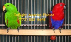 Solomon Island Eclectus on eggs, due to hatch around 22nd July.
We do not sell eggs.
Photo, parents not for sale, past babies (reference only)
Hand-feeding experience required.
Will ship via United-Safe Pet, buyer responsible for shipping costs.
Local