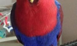 For Sale, two female Eclectus Parrot Babies! 1,200.00 each
They are brought up in our home for your home! They are socialized with other pets such as cats and other birds. Also young children. We do not raise parrots for a business but for the joy of it,