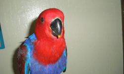 One year old Solomon Island Eclectus Parrot. She is only around a year old and is hand tame, eating fresh fruits and veggies in addition to pellets. The only reason I am re homing is because I recently lost my job. Cage, toys, and everything else