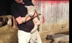 We have a cute breeding pair of white lambs or we would sell separate if needed. They were both born in March of this year and are ready for their new homes. They are $500 each, we are in the FL area weekly so meeting for delivery is not a problem as long