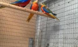 A pair of spangle bourke parakeets asking $1100.00 for the pair.Orr will consider grade for pair of redfront/ Red back turquoisines parakeets. Ask for Pete 714-399=5518