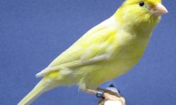 EXCELLENT CANARIES SPANISH TIMBRADOS BANDED 2012,. IN FULL SONG NOW AND READY FOR BREEDING., 4 MALES AVAILABLE NOW.,
THANKS
