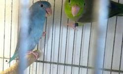 special on 3 pairs of parrotlets $450
only if buy the 3 pairs
pair #1 male green x female blue $175
pair #2 male blue x female green $175
readdy to breed
one hand feed baby green male 2 months old $100
one hand feed baby green female 2 months old
$100