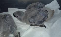 African Grey babies for sale $1200 Call today!!!
SPECIAL SILVER CAMEROON AFRICAN GREY BABIES
African Greys are known to be the best talkers in the bird world. They are known for making lots of other sounds including the doorbell, telephones, microwaves,