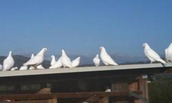 Very healthy, beautiful, pure blood, Crystal white racing pigeons, free range, organic feed only.
22 Available birds(11 left)
- 2-9 months old, both sexes available (weddings, celebrations, flying high, racing and breeding): $19 and up each.
- 2 years