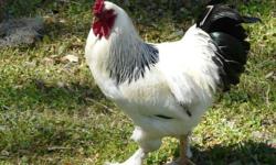 We have 3 Laying Speckled Sussex Hens and 2 HANDSOME Roosters-all 14 months old. Beautiful Stock and Fantastic Feathering. This flock produces incredible chicks for sale and they lay all the time! $20 EACH or all 5 for $80. That is like a FREE CHICKEN at