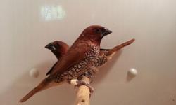 We have SPICE (MUNIA) FINCH for sale $3.69 ea.
We have 100
We have shipping available via United Airlines and USPS Express Mail.
We accept Pay-Pal, Debit Cards and Credit Cards.
Visit us at www.ForestWonders.com
NO ONE COULD BEAT MY PRICES
Hablamos