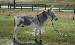 I have a beautiful pair of Miniature Spotted Donkeys for sale. This is the male. His name is Blue Bell Jack Daniels, he was born Oct. 4 2009. He has sired to two beautiful Spotted babies in the past two years. We also still have one of his babies still