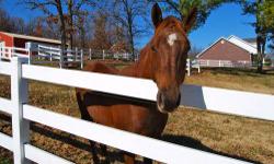 Standardbred - Ladybug - Large - Adult - Female - Horse
This is Ladybug, she was rescued in the Spring from a hoarder who starved her. Ladybug has been fully rehabbed and is now healthy and ready to find a forever loving home. We have included a Before