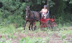 Standardbred - Lassie - Large - Adult - Female - Horse
Lassie, aka World Class Lass, is a dark bay standardbred mare, about 15.2 hh, 14 years old. She has been on the track, so can be a driving horse...she is a fast/fun drive! She came back from 10 weeks