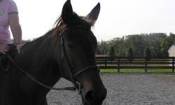 Standardbred - Rosie - Large - Adult - Female - Horse
Easy to handle mare for any rider, great obedience and brakes. She prefers trails and is walk/trot/canter and cross rail trained. You can adopt any great horse by going to adoptahorse.org and clicking