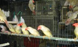 Star finches, Normal (Red Headed) each $50.00
total 6 pairs*****if you buy 2 pairs $ 200.00 I will give you Free (Double wire use breeding cage) Please check the pictures Star Finches & this cages
All this 2013/12 leg band Proven breeding pairs. READY TO