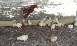 These chicks are straight run (straight run means they are not sexed) crosses- Our adult chickens are Golden Sexlink, Americana, Rhode Island Red, and Barred Rock. (Our adults are not for sale)
$3.00 each:
The chicks are over 1 weeks old and eating,