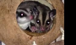I am selling my sugar glider pair with the cage and all accessories. I no longer have time for them. The female is about a year, and the male is about 9 months. The male is one of a kind and can bond to anyone. Research says this happens about one in