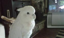 This is captin he is a male sulfer crested cockatoo he perfers girls he doesnt really like guys. he is very sweet. he says hi baby! but only when he wants too he is a typical male. i have to find him a new home due to the fact that i am going away to