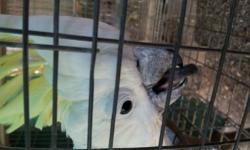 I have a 9 year old male cockatoo that talks. He is pet quality and loves attention. He is very healthy and fully feathered, no plucking.
