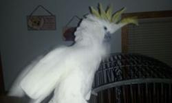 We need to rehome our Sulfer Crested Cockatoo that talks,
dances is hand tame. comes with big cage. 816 665 2333
Is in good feather.