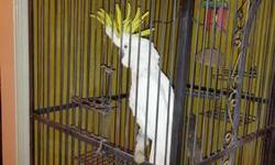 I have a 8yr old Sulfer Crested Cockatoo for sale this listing also include a beautiful wrough iron custom built cage over 6ft tall. Asking 600 obo . Due to my work schedule, I don't have the time to give him the attention he needs. (901)795-9001 Mobile