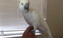 We have a beautiful sulphur crested cockatoo parrot we need to rehome. He is very sweet and loves attention, he does talk and dance. As I mentioned he loves attention and with my households extremely busy schedule he doesn't get enough from us. He will