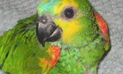 i am in the process of selling 2 baby blue fronted amazon. each baby is $875
these are excellent talking babies.
if you are interested you can contact me:
call/text 347-231-3031
http://tropicalbirdies.webs.com/
like us on facebook